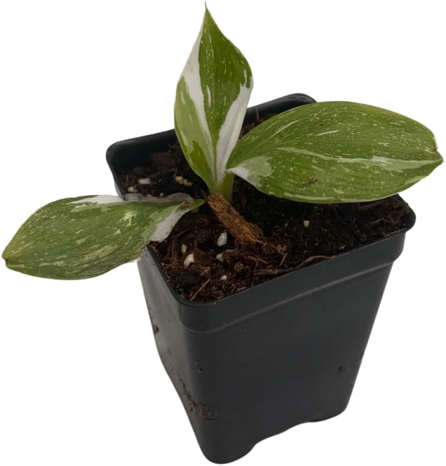 White Wizard Philodendron Live Plant – 2.5" Pot – Indoor Houseplant - Image 4