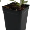White Wizard Philodendron Live Plant – 2.5" Pot – Indoor Houseplant - Image 1