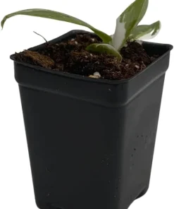 White Wizard Philodendron Live Plant – 2.5