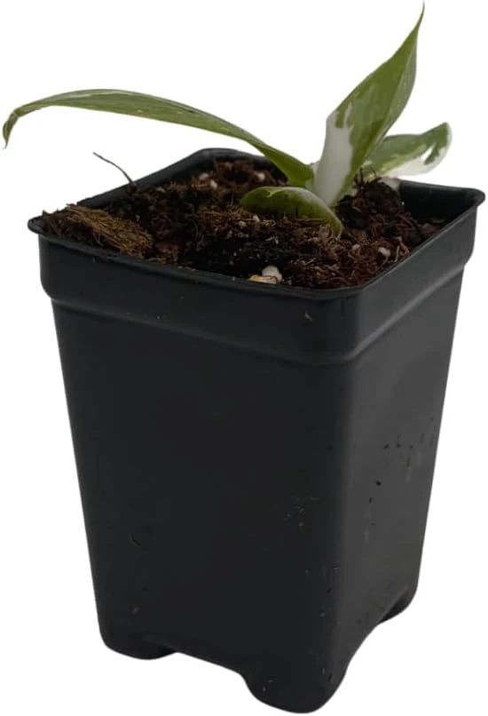 White Wizard Philodendron Live Plant – 2.5" Pot – Indoor Houseplant - Image 1