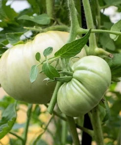 White Wonder Beefsteak Tomato Seeds - 50 Count, 1-2 lb Fruit - Image 2