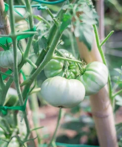 White Wonder Beefsteak Tomato Seeds - 50 Count, 1-2 lb Fruit - Image 3