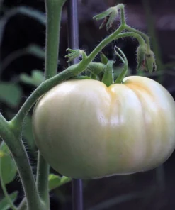 White Wonder Beefsteak Tomato Seeds - 50 Count, 1-2 lb Fruit - Image 4