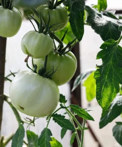 White Wonder Beefsteak Tomato Seeds - 50 Count, 1-2 lb Fruit - Image 5