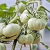 White Wonder Beefsteak Tomato Seeds - 50 Count, 1-2 lb Fruit - Image 1