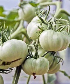 White Wonder Beefsteak Tomato Seeds - 50 Count, 1-2 lb Fruit - Image 1