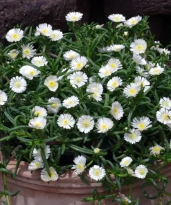 White Wonder Ice Plant Live Plant - Delosperma - Quart Pot - Perennial - Image 2