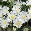 White Wonder Ice Plant Live Plant - Delosperma - Quart Pot - Perennial - Image 1