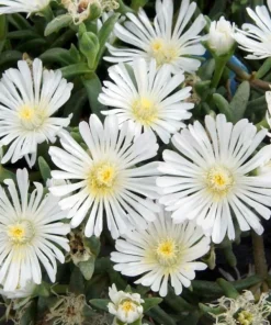 White Wonder Ice Plant Live Plant - Delosperma - Quart Pot - Perennial - Image 1