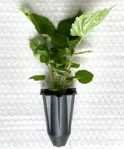 White Wood Aster Live Plant - Native Perennial Seedlings (4-Pack) for Gardens - Image 3