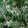 White Wood Aster Live Plant - Native Perennial Seedlings (4-Pack) for Gardens - Image 1