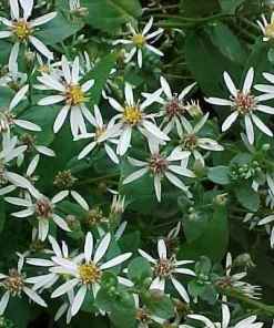 White Wood Aster Live Plant - Native Perennial Seedlings (4-Pack) for Gardens - Image 1