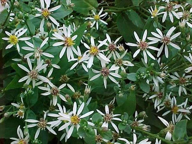 White Wood Aster Live Plant - Native Perennial Seedlings (4-Pack) for Gardens - Image 1