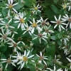 White Wood Aster Live Plant Starter Plugs - Native Perennials (10-Pack) - Image 1