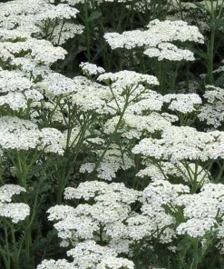 White Yarrow Live Plant, Achillea millefolium Perennial Flower, 1 Gallon Pot - Image 2