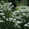 White Yarrow Live Plant, Achillea millefolium Perennial Flower, 1 Gallon Pot - Image 1