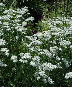 White Yarrow Live Plant, Achillea millefolium Perennial Flower, 1 Gallon Pot - Image 1