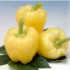 White Zinfandel Bell Pepper Seeds - F1 Hybrid - 20 Count - Gourmet Garden - Image 1