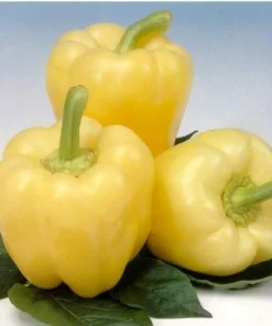 White Zinfandel Bell Pepper Seeds - F1 Hybrid - 20 Count - Gourmet Garden - Image 1