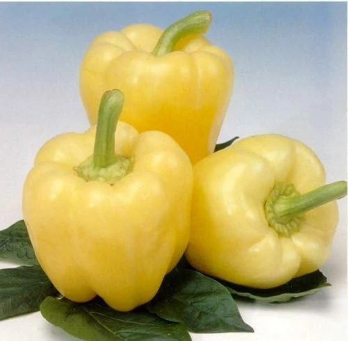 White Zinfandel Bell Pepper Seeds - F1 Hybrid - 20 Count - Gourmet Garden - Image 1
