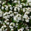 Whitewater Veronica Creeping Speedwell Live Plant - Quart Pot - Outdoor - Image 1