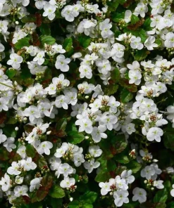 Whitewater Veronica Creeping Speedwell Live Plant - Quart Pot - Outdoor - Image 1