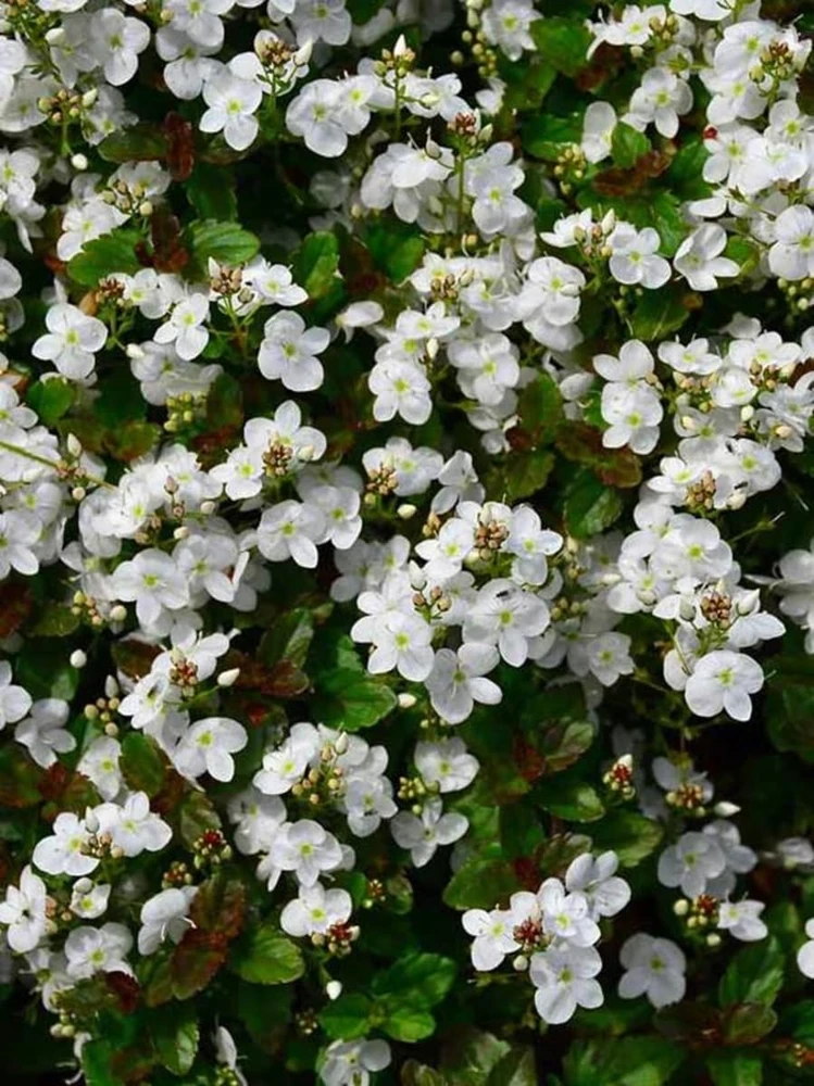 Whitewater Veronica Creeping Speedwell Live Plant - Quart Pot - Outdoor - Image 1