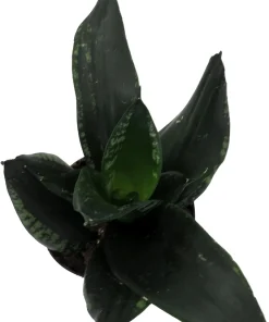 Whitney Snake Plant Live Plant – Sansevieria – Easy Care Indoor Houseplant – 4 inch Pot - Image 2
