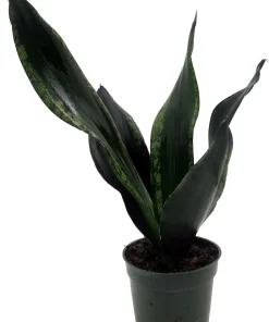 Whitney Snake Plant Live Plant – Sansevieria – Easy Care Indoor Houseplant – 4 inch Pot - Image 3