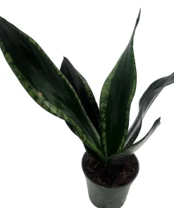 Whitney Snake Plant Live Plant – Sansevieria – Easy Care Indoor Houseplant – 4 inch Pot - Image 4