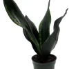 Whitney Snake Plant Live Plant – Sansevieria – Easy Care Indoor Houseplant – 4 inch Pot - Image 1