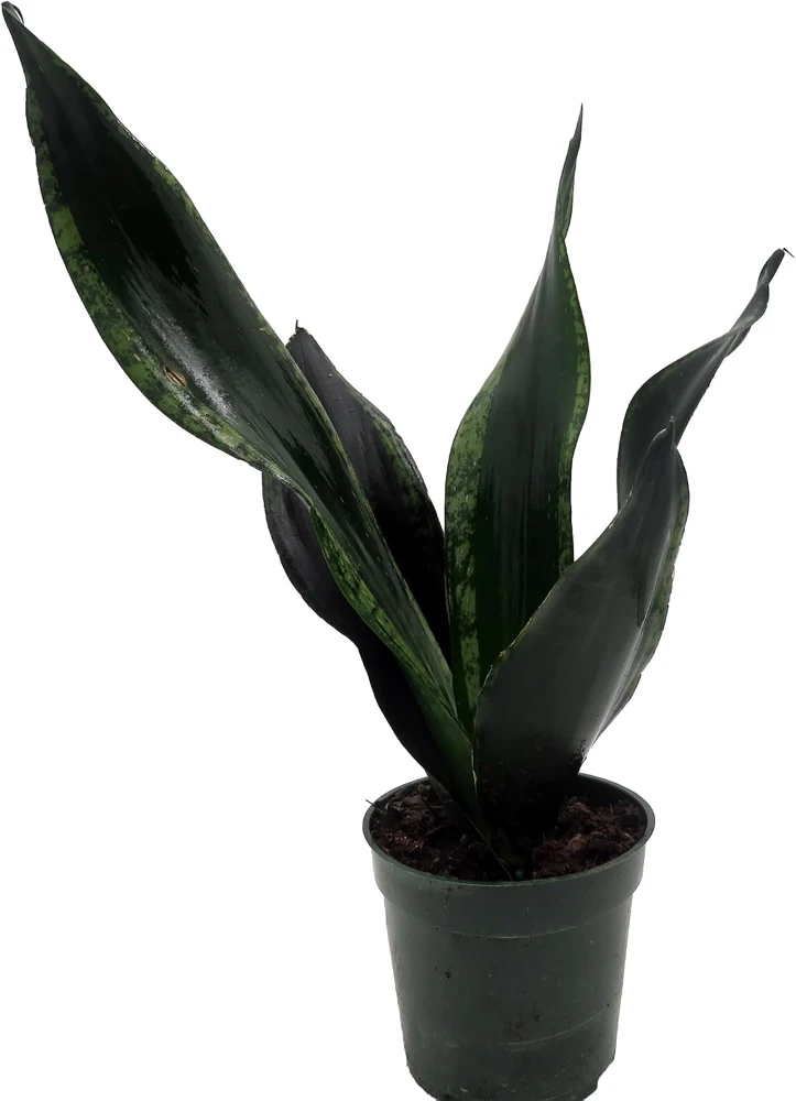 Whitney Snake Plant Live Plant – Sansevieria – Easy Care Indoor Houseplant – 4 inch Pot - Image 1
