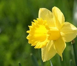 Wild Daffodil Bulbs - 25 Lent Lily (Narcissus Pseudonarcissus) Bulbs - Image 2