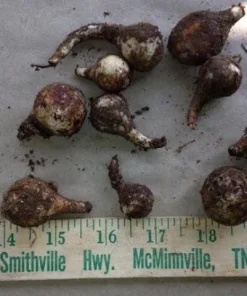 Wild Daffodil Bulbs - 25 Lent Lily (Narcissus Pseudonarcissus) Bulbs - Image 3