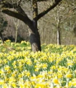 Wild Daffodil Bulbs - 25 Lent Lily (Narcissus Pseudonarcissus) Bulbs - Image 4
