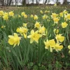 Wild Daffodil Bulbs - 25 Lent Lily (Narcissus Pseudonarcissus) Bulbs - Image 1