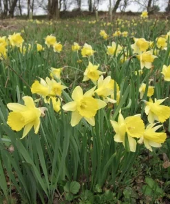 Wild Daffodil Bulbs - 25 Lent Lily (Narcissus Pseudonarcissus) Bulbs - Image 1