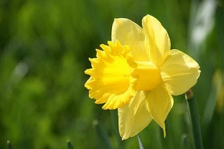 Wild Daffodil Bulbs - 50 Count Lent Lily (Narcissus Pseudonarcissus) for Outdoor Gardens - Image 2