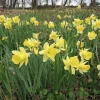 Wild Daffodil Bulbs - 50 Count Lent Lily (Narcissus Pseudonarcissus) for Outdoor Gardens - Image 1