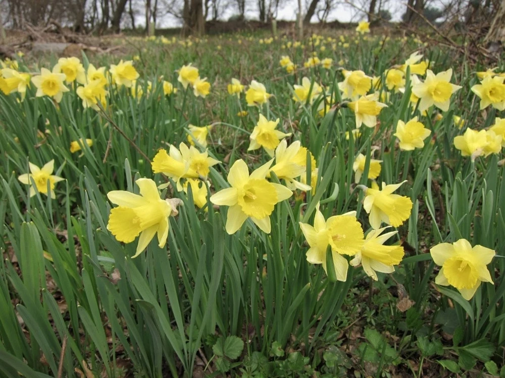 Wild Daffodil Bulbs - 50 Count Lent Lily (Narcissus Pseudonarcissus) for Outdoor Gardens - Image 1