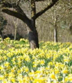 Wild Daffodil Bulbs - 50 Count Lent Lily (Narcissus Pseudonarcissus) for Outdoor Gardens - Image 4