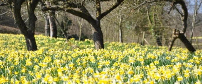 Wild Daffodil Bulbs - 50 Count Lent Lily (Narcissus Pseudonarcissus) for Outdoor Gardens - Image 4