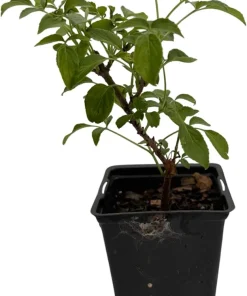Wild Elderberry Shrub Live Plant - Sambucus Canadensis - 3.25" Pot - Image 2