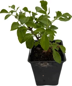 Wild Elderberry Shrub Live Plant - Sambucus Canadensis - 3.25