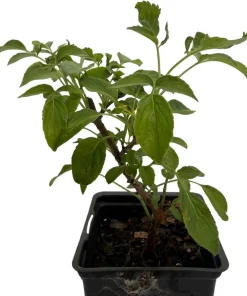 Wild Elderberry Shrub Live Plant - Sambucus Canadensis - 3.25