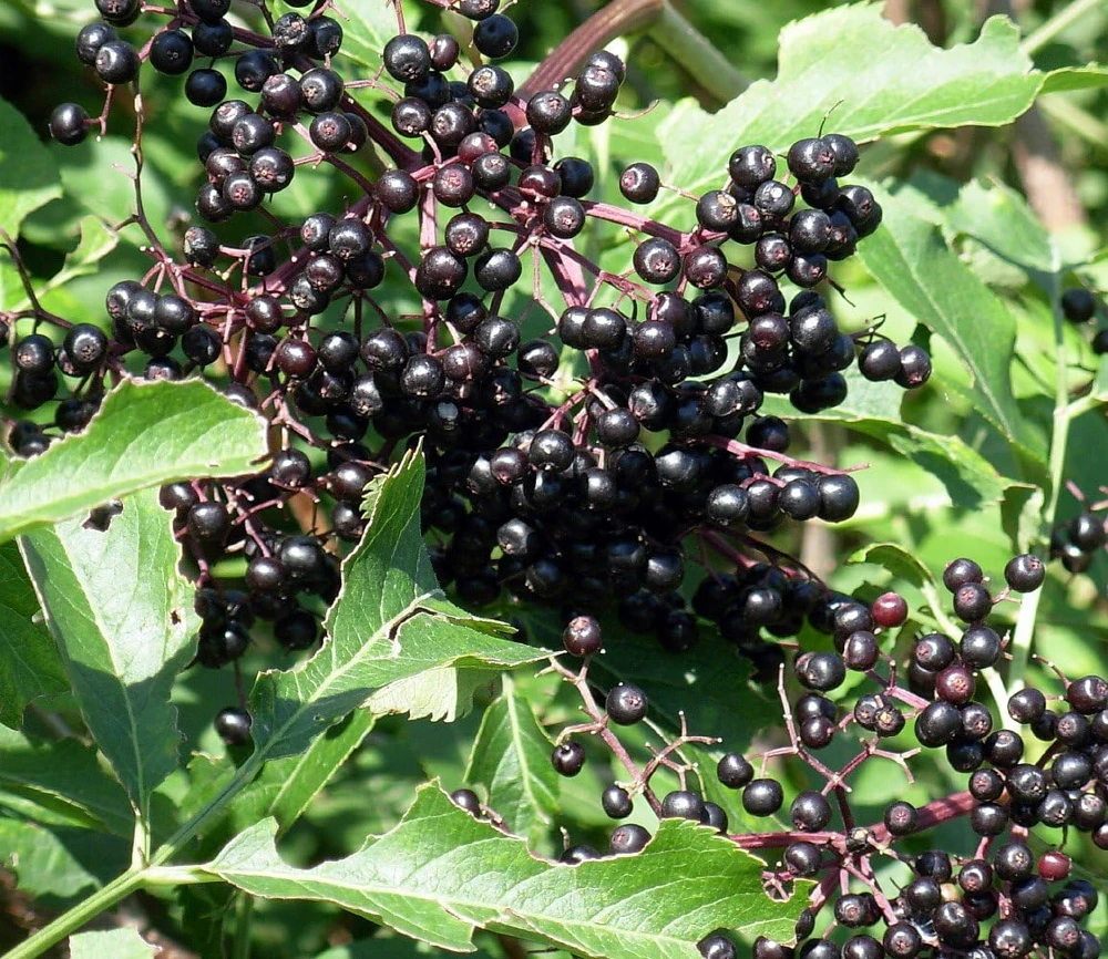 Wild Elderberry Shrub Live Plant - Sambucus Canadensis - 3.25" Pot - Image 1