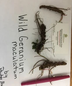 Wild Geranium Bare Roots - 5 Pack Perennial Groundcover Plant, Zones 3-8 - Image 2