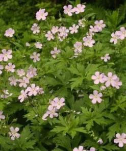Wild Geranium Bare Roots - 5 Pack Perennial Groundcover Plant, Zones 3-8 - Image 3