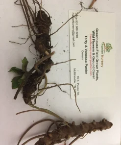 Wild Geranium Bare Roots - 5 Pack Perennial Groundcover Plant, Zones 3-8 - Image 4
