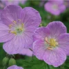 Wild Geranium Bare Roots - 5 Pack Perennial Groundcover Plant, Zones 3-8 - Image 1